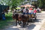 Ponykutsche