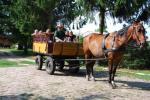 Per Kutsche zum See in den Reiterferien